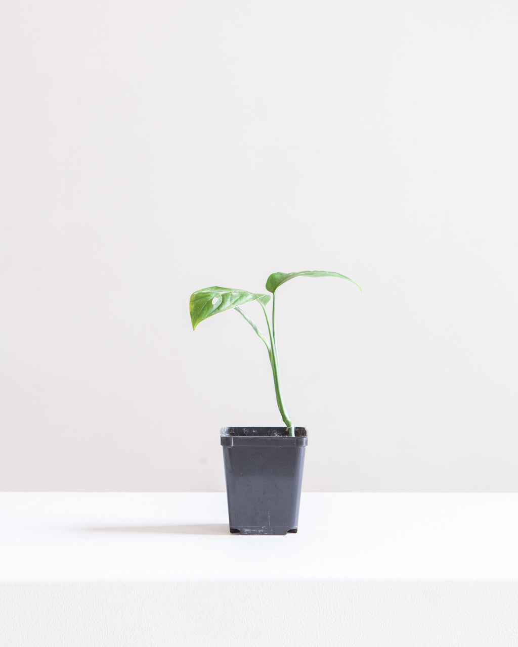 MONSTERA ESQUELETO 3.5" Square Grower Pot *COLLECTOR PLANT*