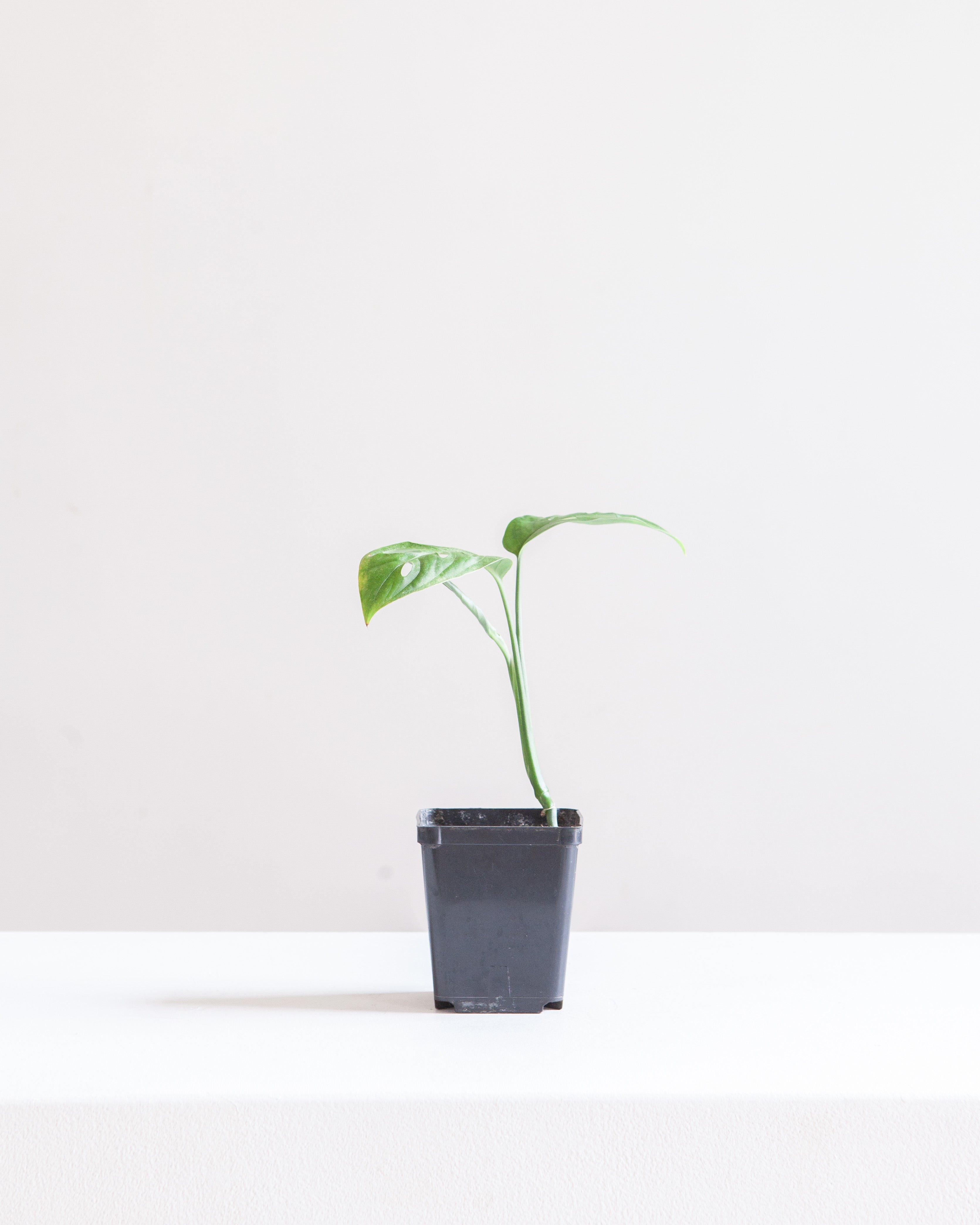 MONSTERA ESQUELETO 3.5" Square Grower Pot *COLLECTOR PLANT*