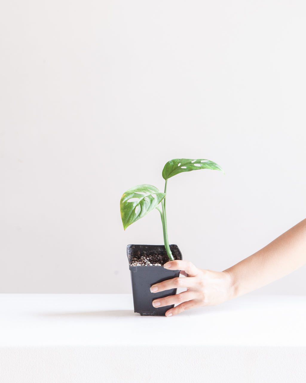 MONSTERA ESQUELETO 3.5" Square Grower Pot *COLLECTOR PLANT*