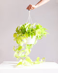 Neon Pothos: Epipremnum aureum - 8 inch hanging basket