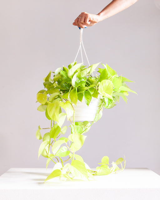 8" HANGING BASKET POTHOS NEON