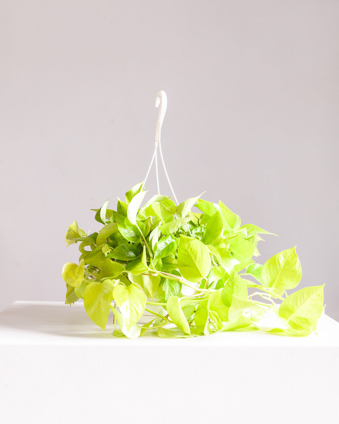 Neon Pothos: Epipremnum aureum - 8 inch hanging basket