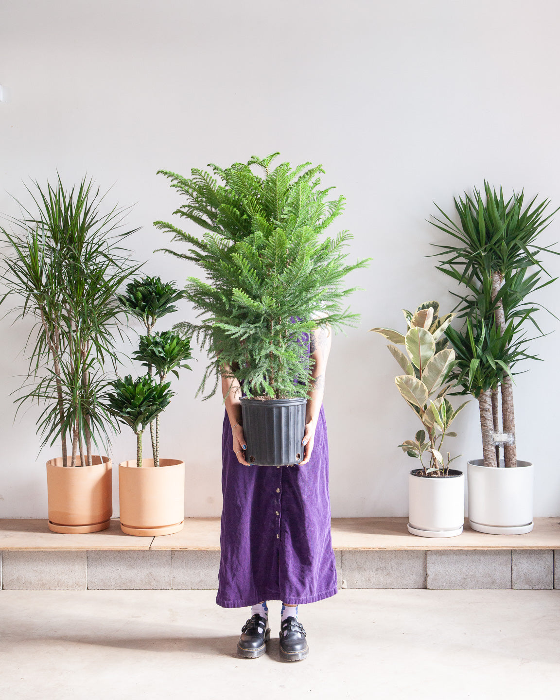 Norfolk Island Pine: Araucaria heterophylla - 10 inch pot - 3 foot tall