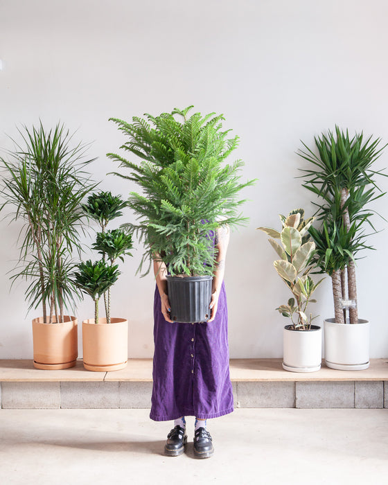 NORFOLK ISLAND PINE 10" Grower Pot (~3' TALL)