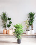 Norfolk Island Pine: Araucaria heterophylla - 10 inch pot - 3 foot tall