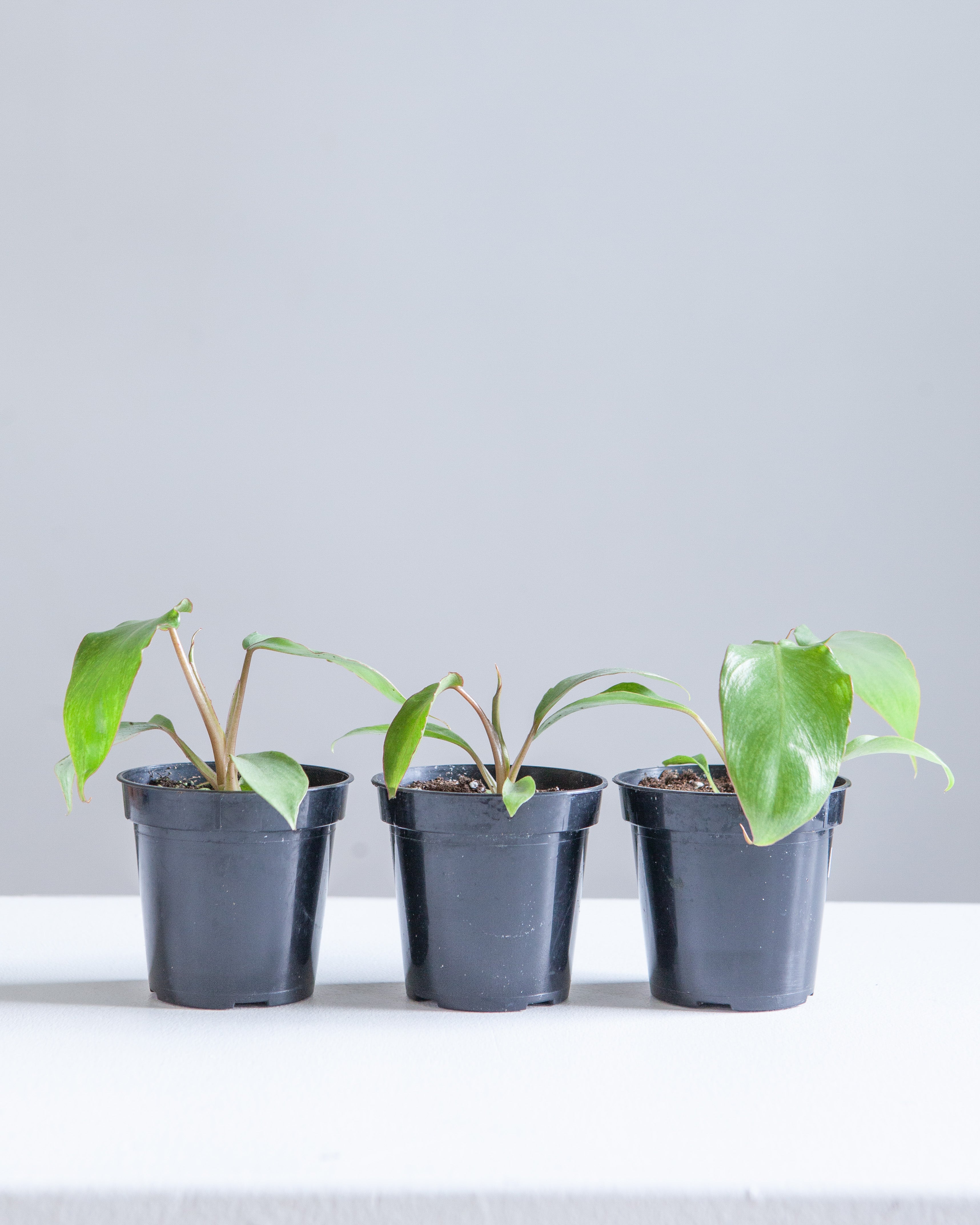 Paraiso Verde: Philodendron - 4 inch pot