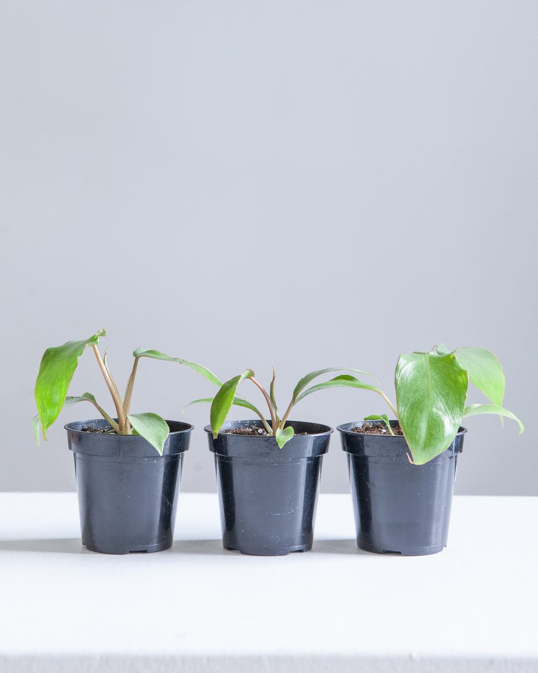 Paraiso Verde: Philodendron - 4 inch pot