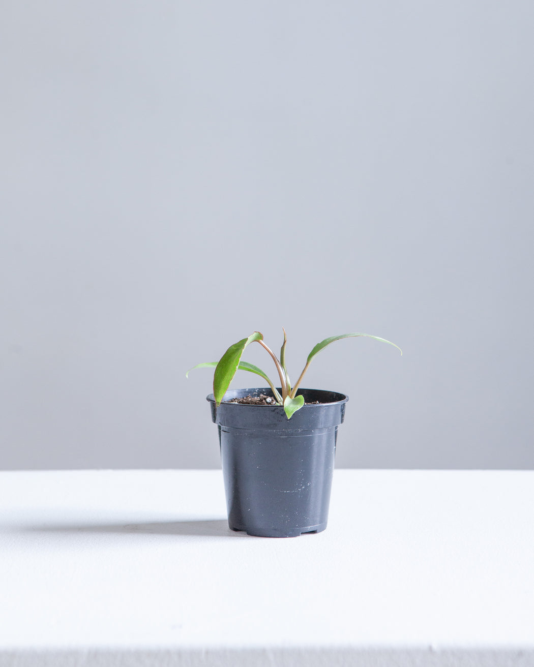 Paraiso Verde: Philodendron - 4 inch pot