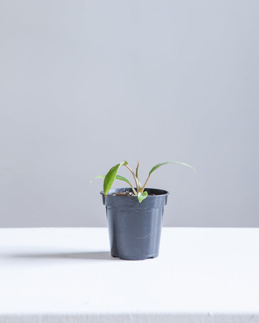 Paraiso Verde: Philodendron - 4 inch pot