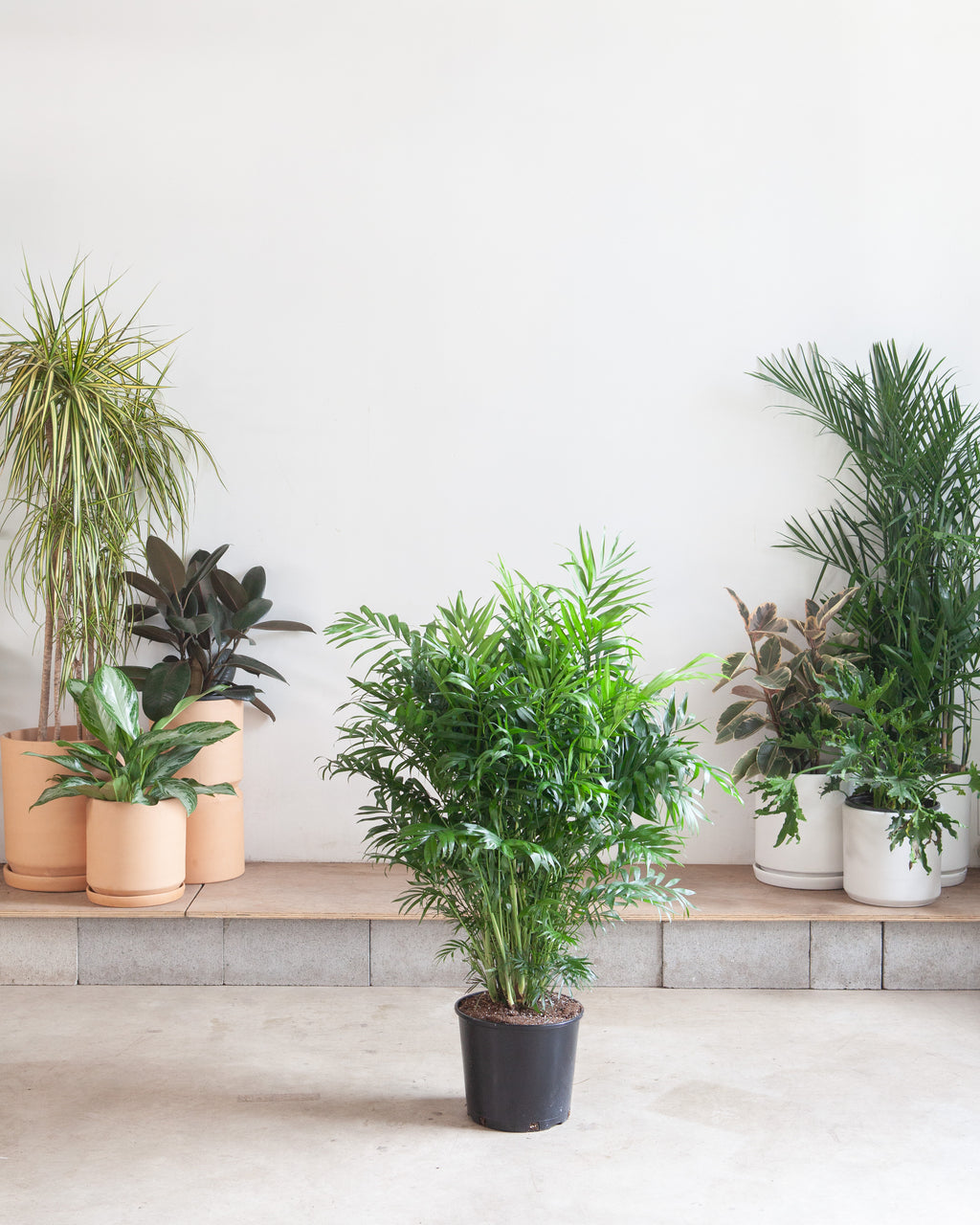 Parlour Palm: Chamaedorea elegans - 10 inch pot - 2-3 foot tall