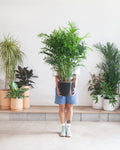 Parlour Palm: Chamaedorea elegans - 10 inch pot - 2-3 foot tall