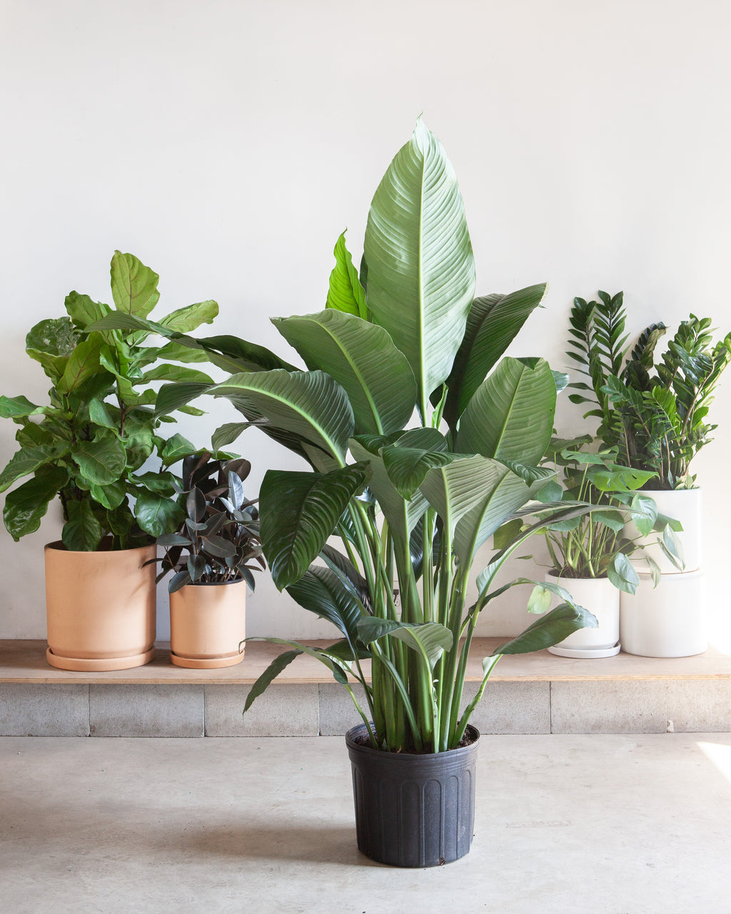 Sensation Peace Lily: Spathiphyllum - 14 inch pot - 3-4 foot tall