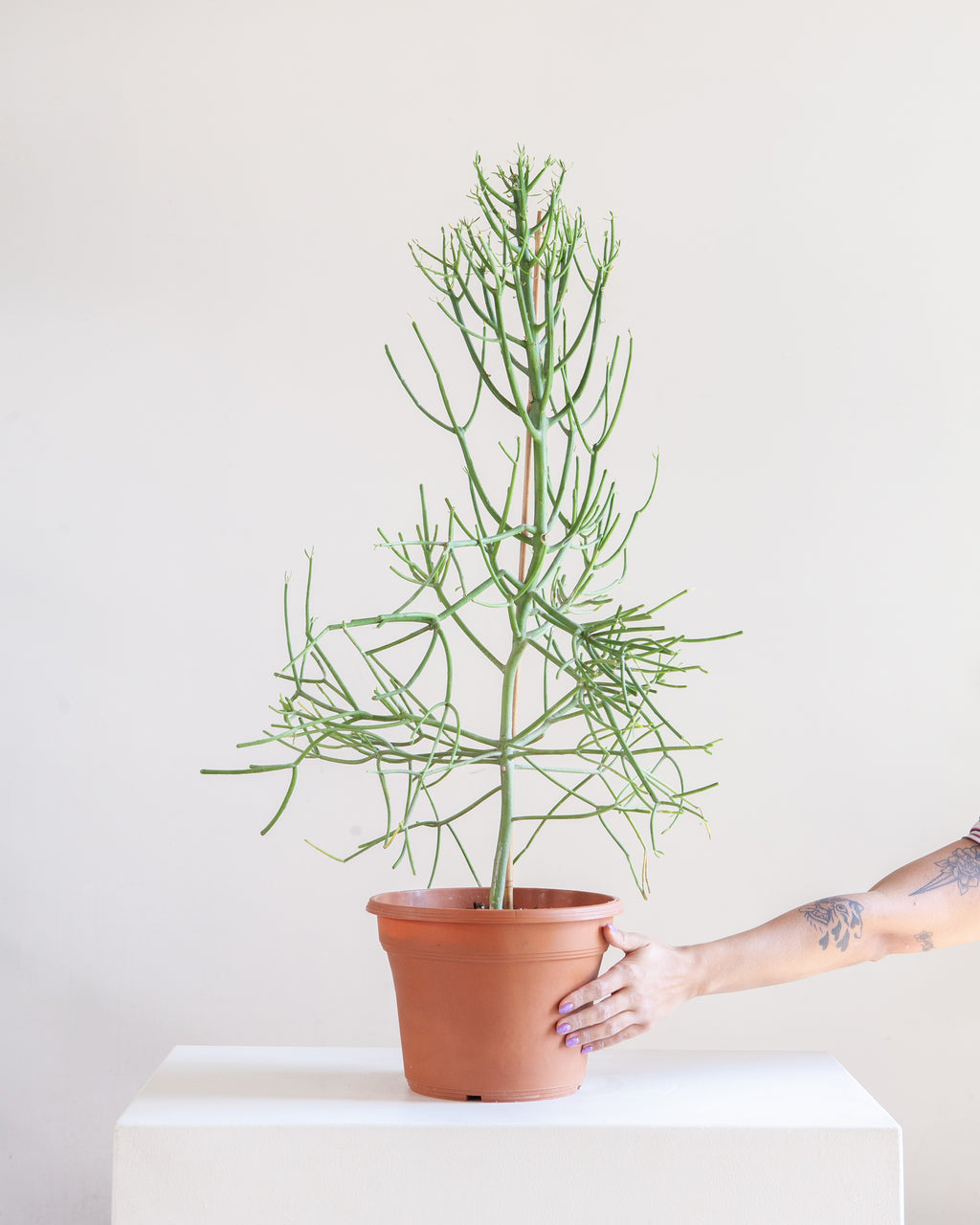 TREEFORM PENCIL CACTUS 10" Grower Pot