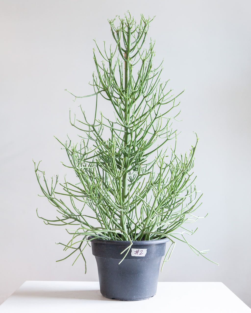 TREEFORM PENCIL CACTUS 10" Grower Pot