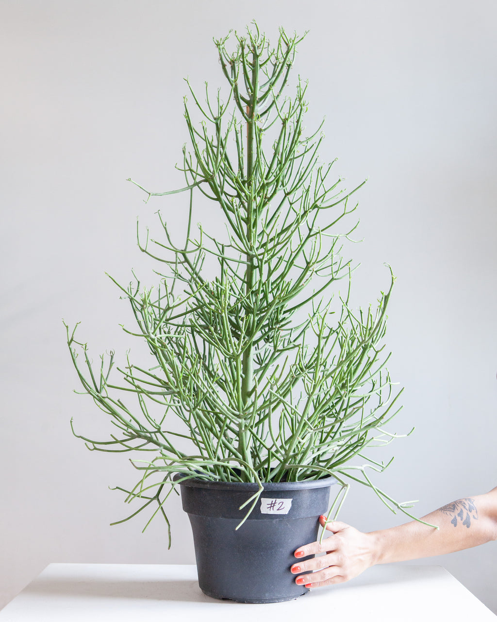 TREEFORM PENCIL CACTUS 10" Grower Pot