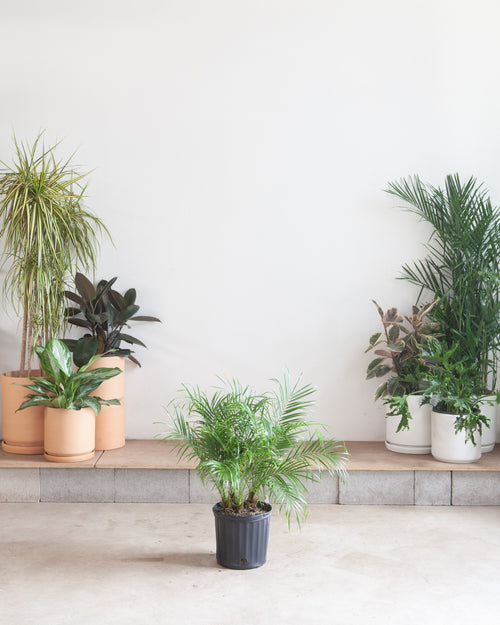 Date Palm: Phoenix roebelenii - 10 inch pot - 3-4 foot tall