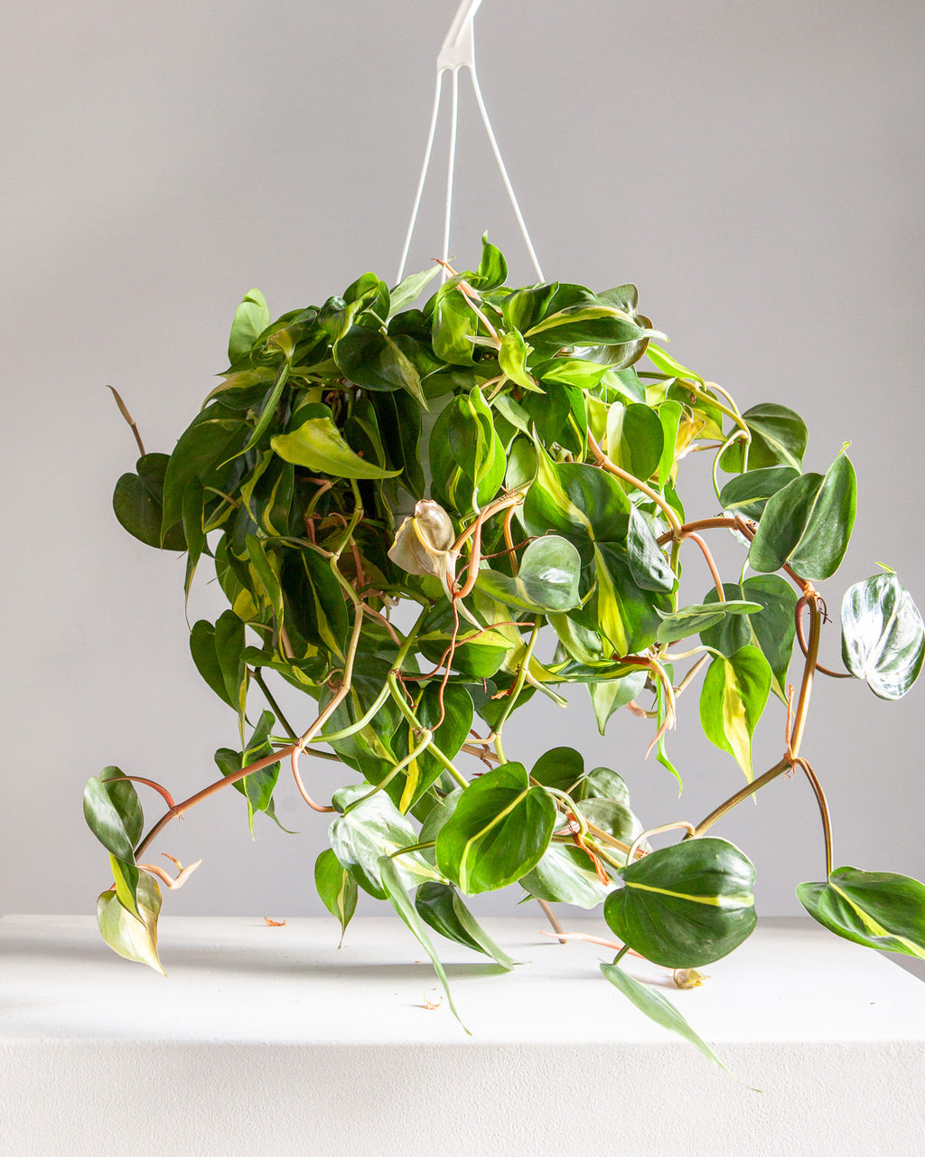 Brasil Heart Leaf: Philodendron cordatum - 8 inch hanging basket