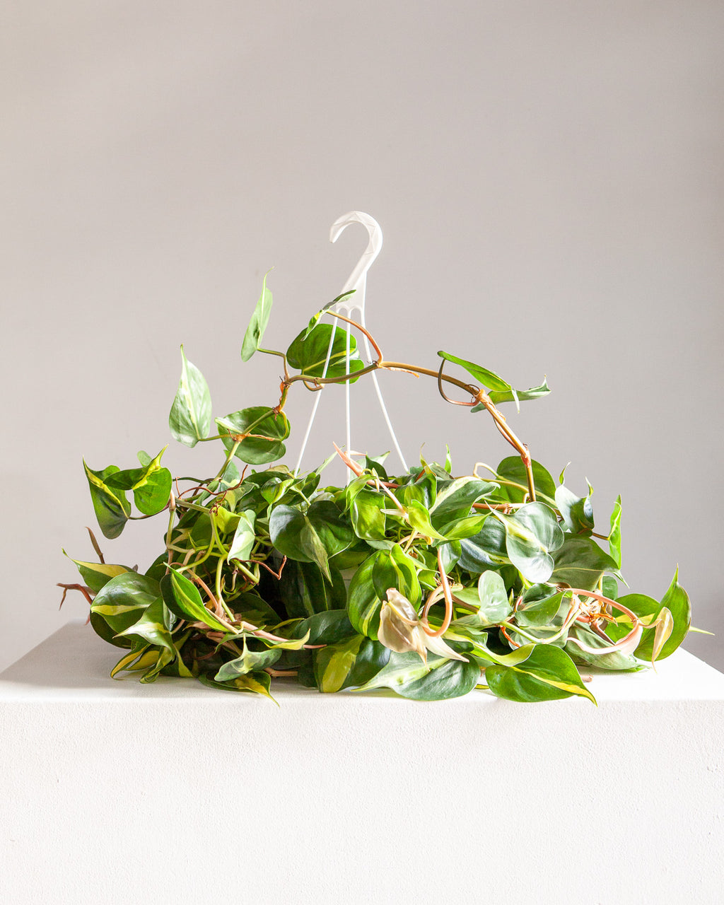 Brasil Heart Leaf: Philodendron cordatum - 8 inch hanging basket