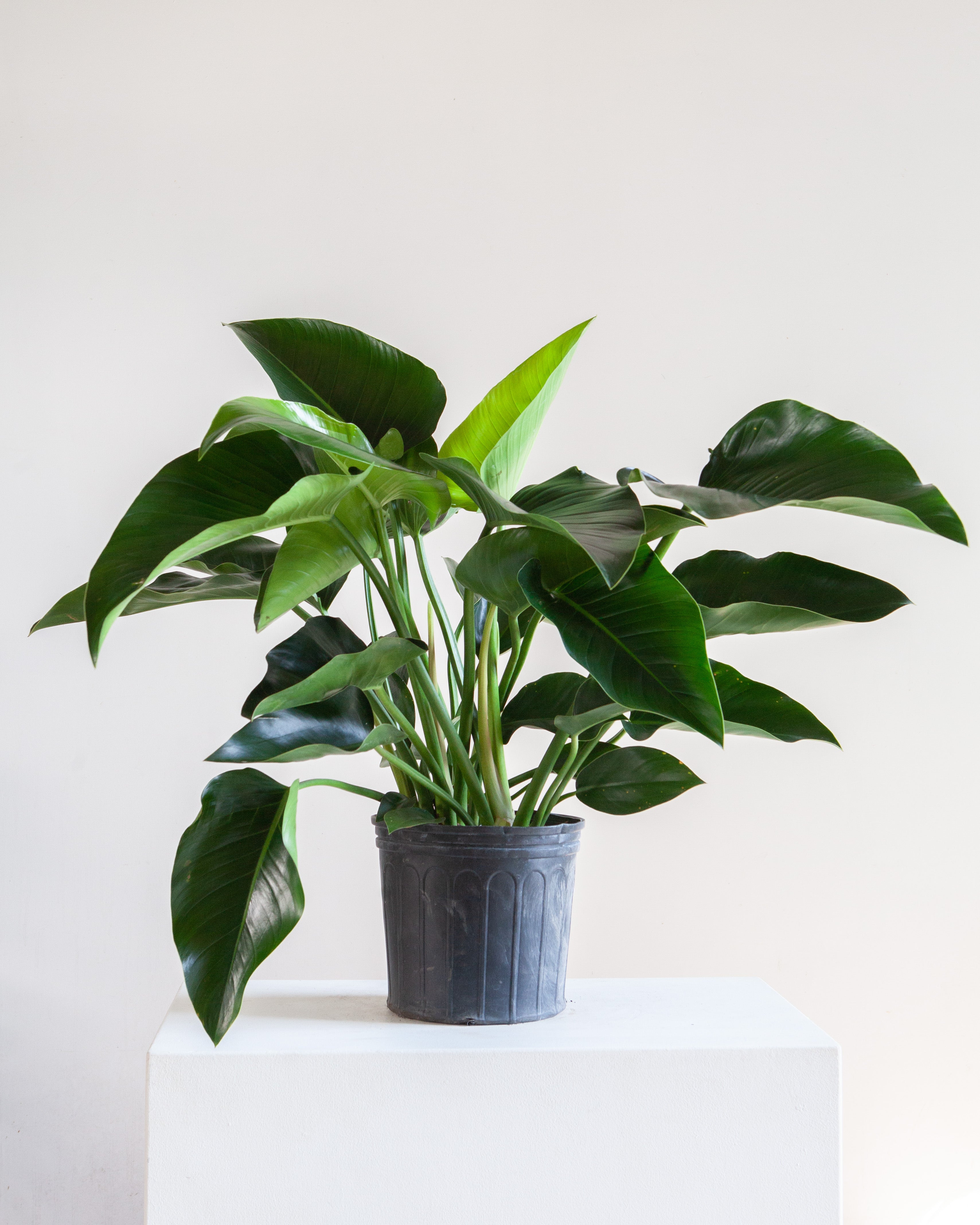 10 philodendron Green Congo: Philodendron hederaceum