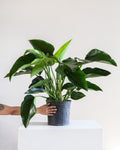 Green Congo: Philodendron hederaceum - 10 inch pot