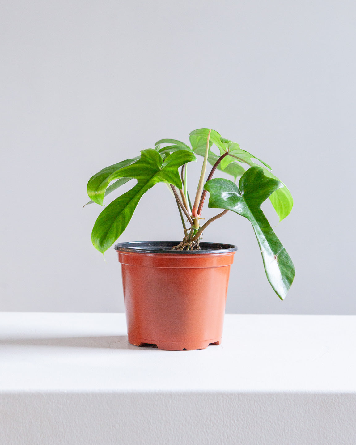 PHILODENDRON FLORIDA BEAUTY 6" Grower Pot *COLLECTOR PLANT*