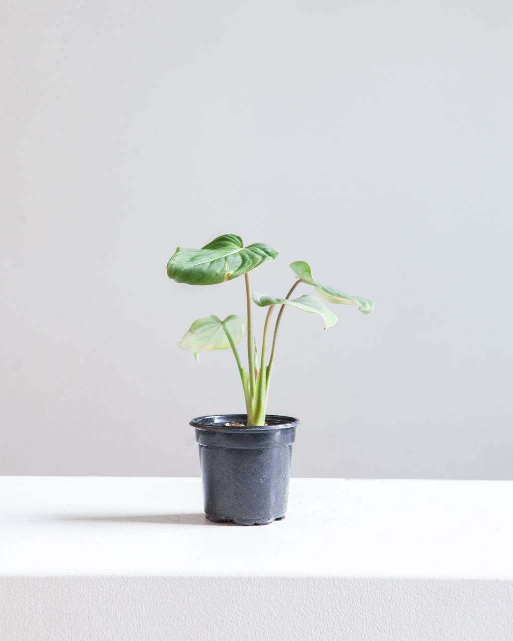 Gloriosum: Philodendron gloriosum - 4 inch pot