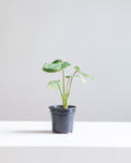 Gloriosum: Philodendron gloriosum - 4 inch pot