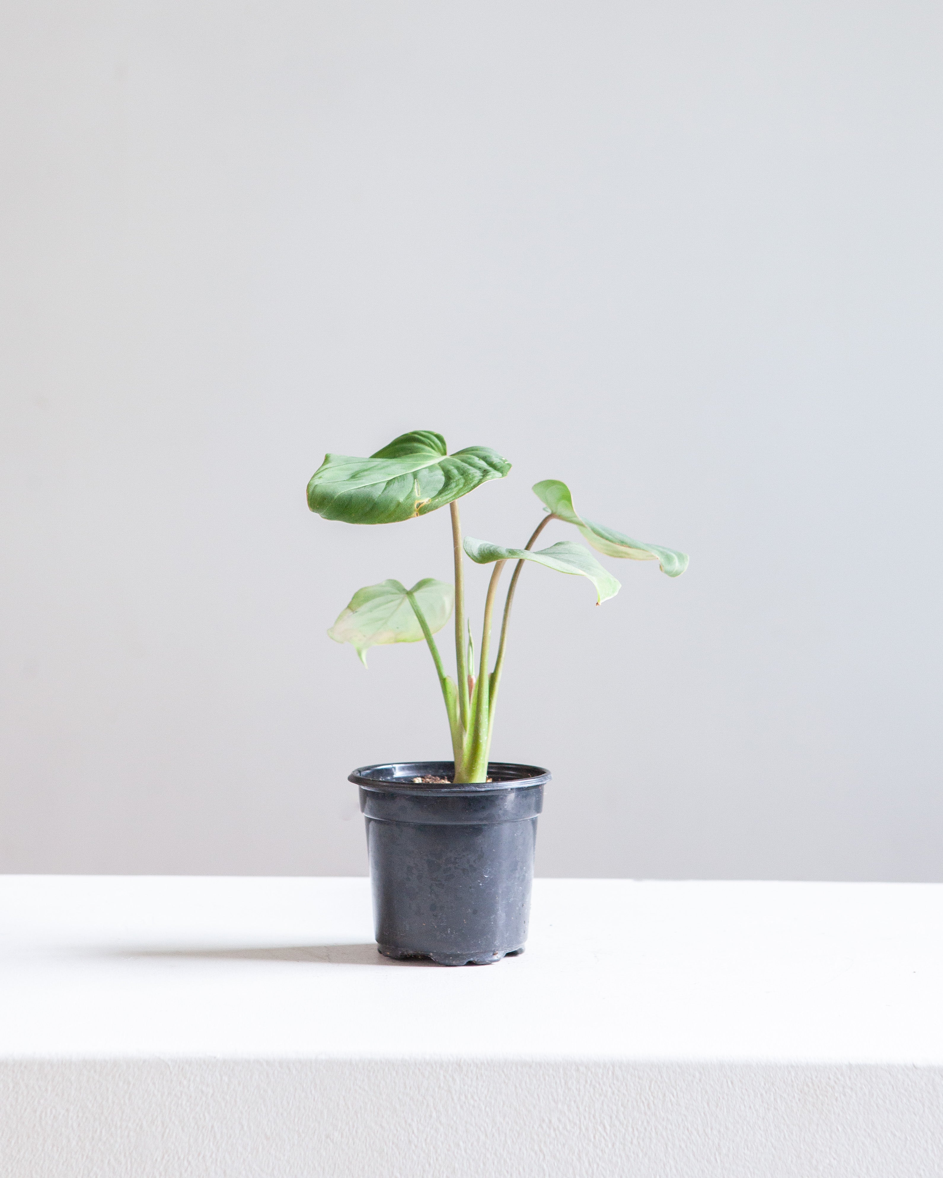 Gloriosum: Philodendron gloriosum - 4 inch pot