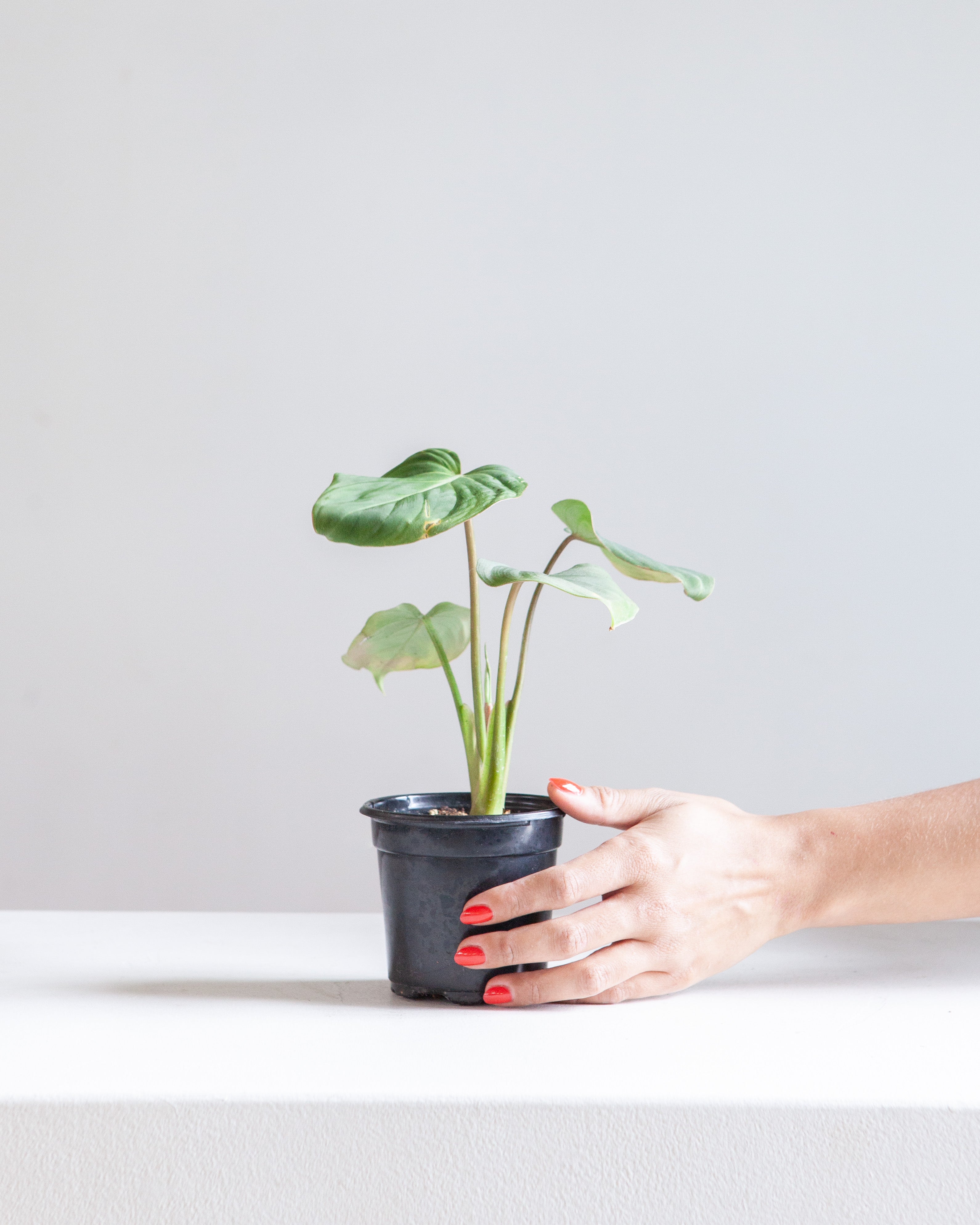 Gloriosum: Philodendron gloriosum - 4 inch pot