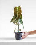 PHILODENDRON 'MELANOCHRYSUM' 6" Grower Pot *COLLECTOR PLANT*