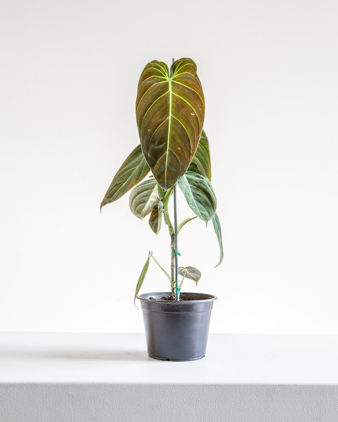PHILODENDRON 'MELANOCHRYSUM' 6" Grower Pot *COLLECTOR PLANT*