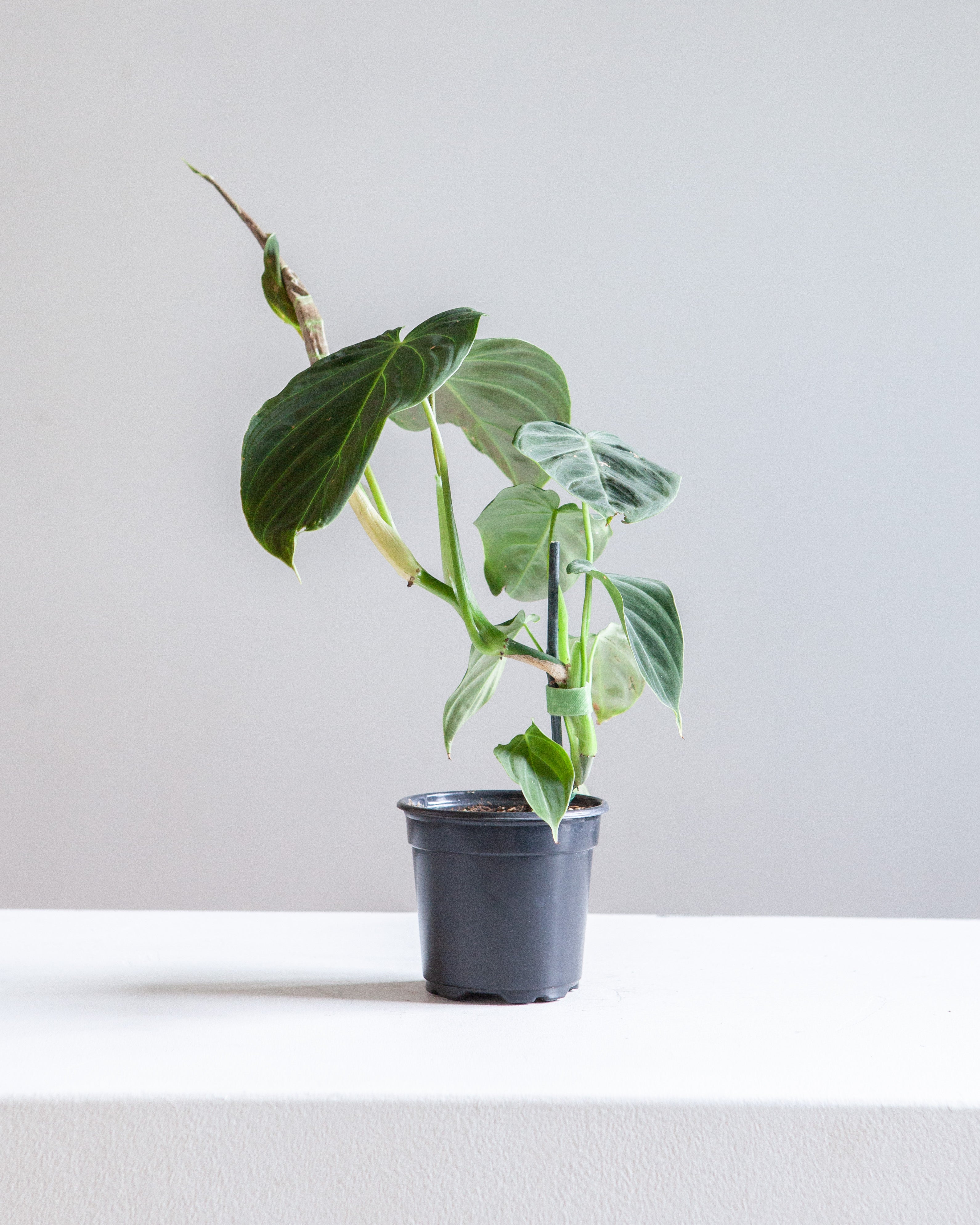 indoor black gold philodendron Black Gold: Philodendron melanochrysum