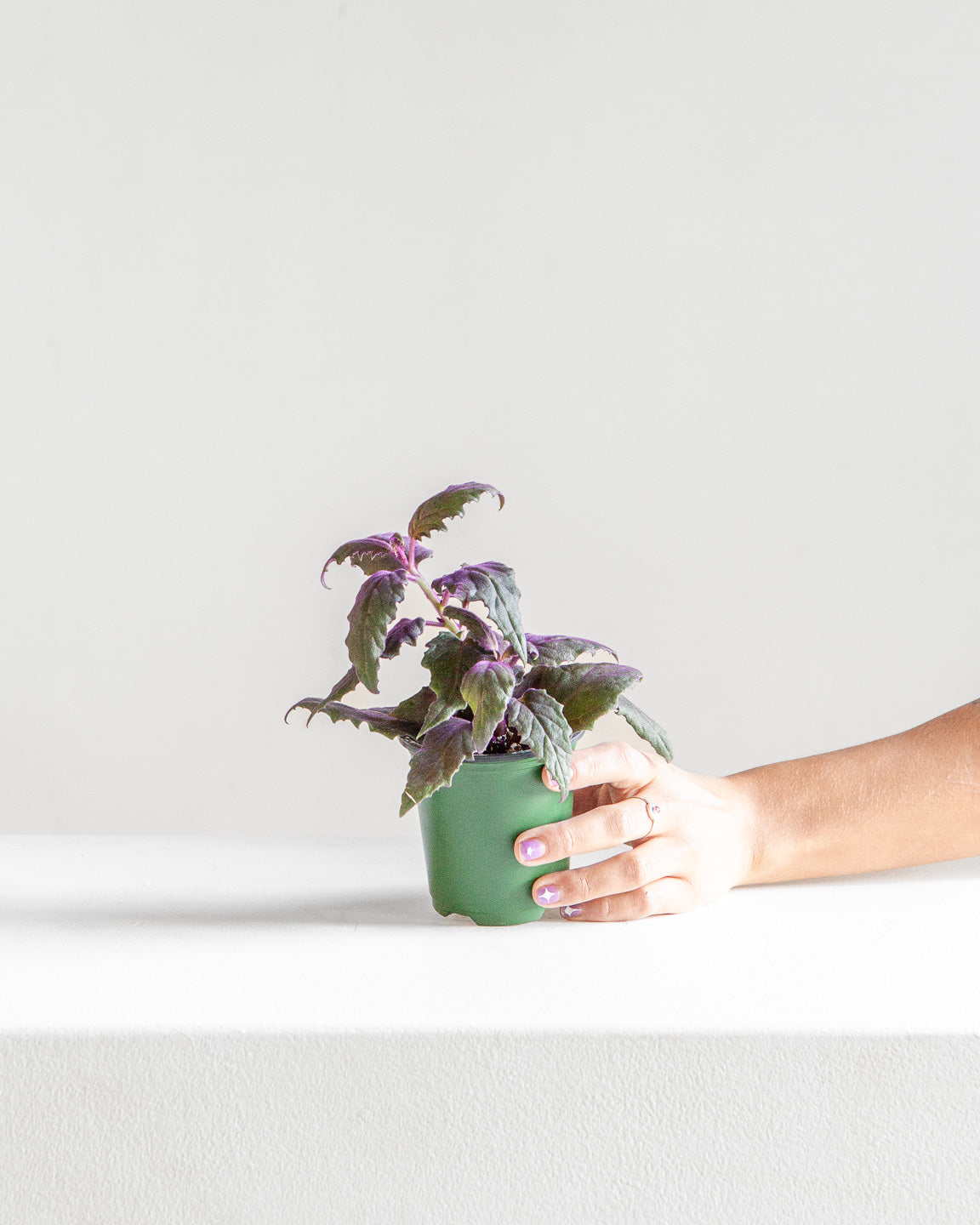 PURPLE PASSION VELVET PLANT 3.5" Grower Pot *COLLECTOR PLANT*