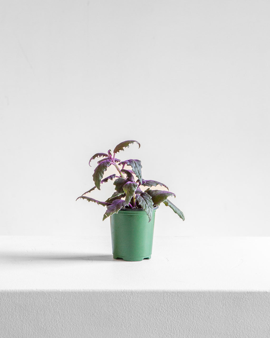 PURPLE PASSION VELVET PLANT 3.5" Grower Pot *COLLECTOR PLANT*