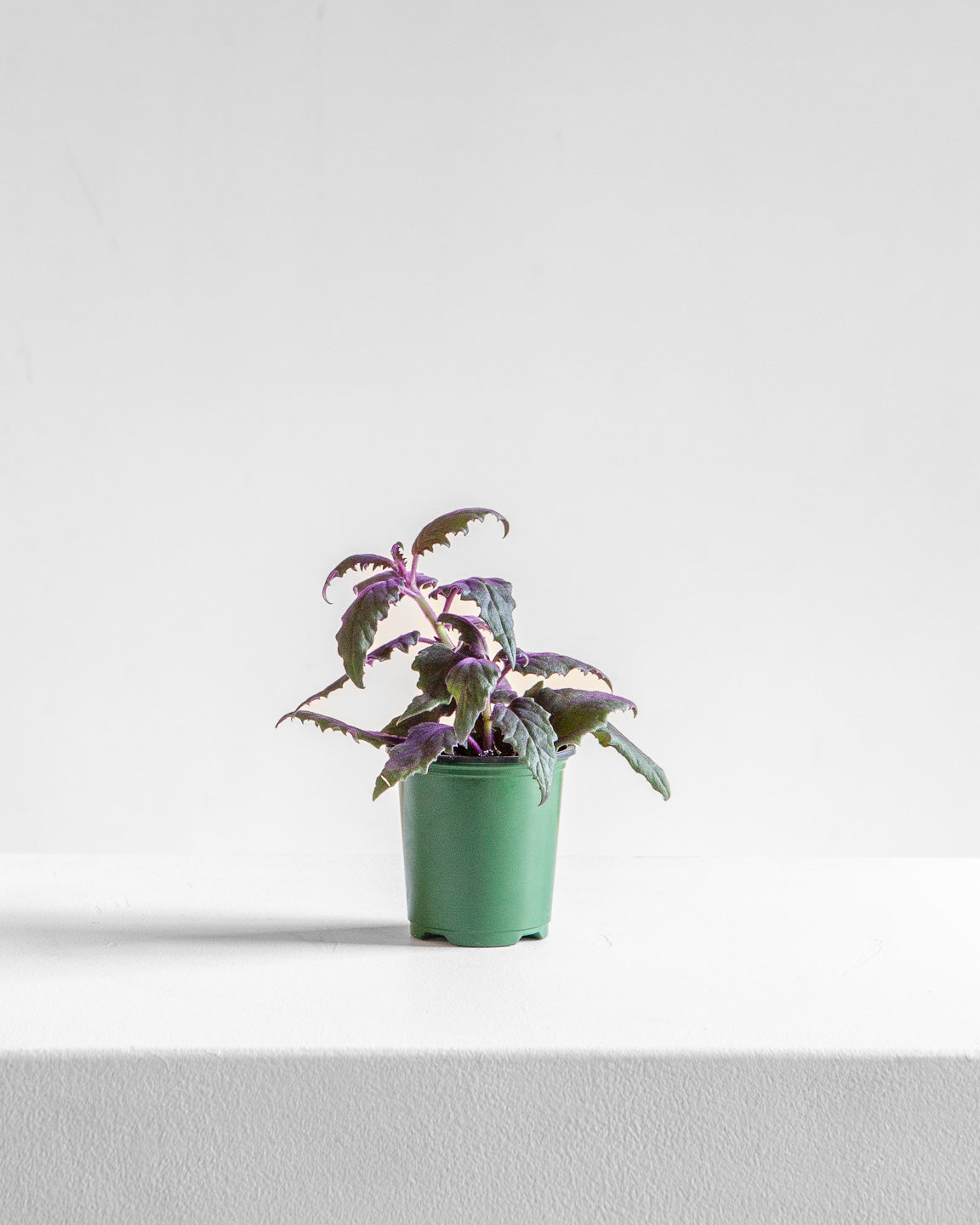 PURPLE PASSION VELVET PLANT 3.5" Grower Pot *COLLECTOR PLANT*