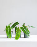PHILODENDRON 'BILLIETIAE 4" Grower Pot *COLLECTOR PLANT*