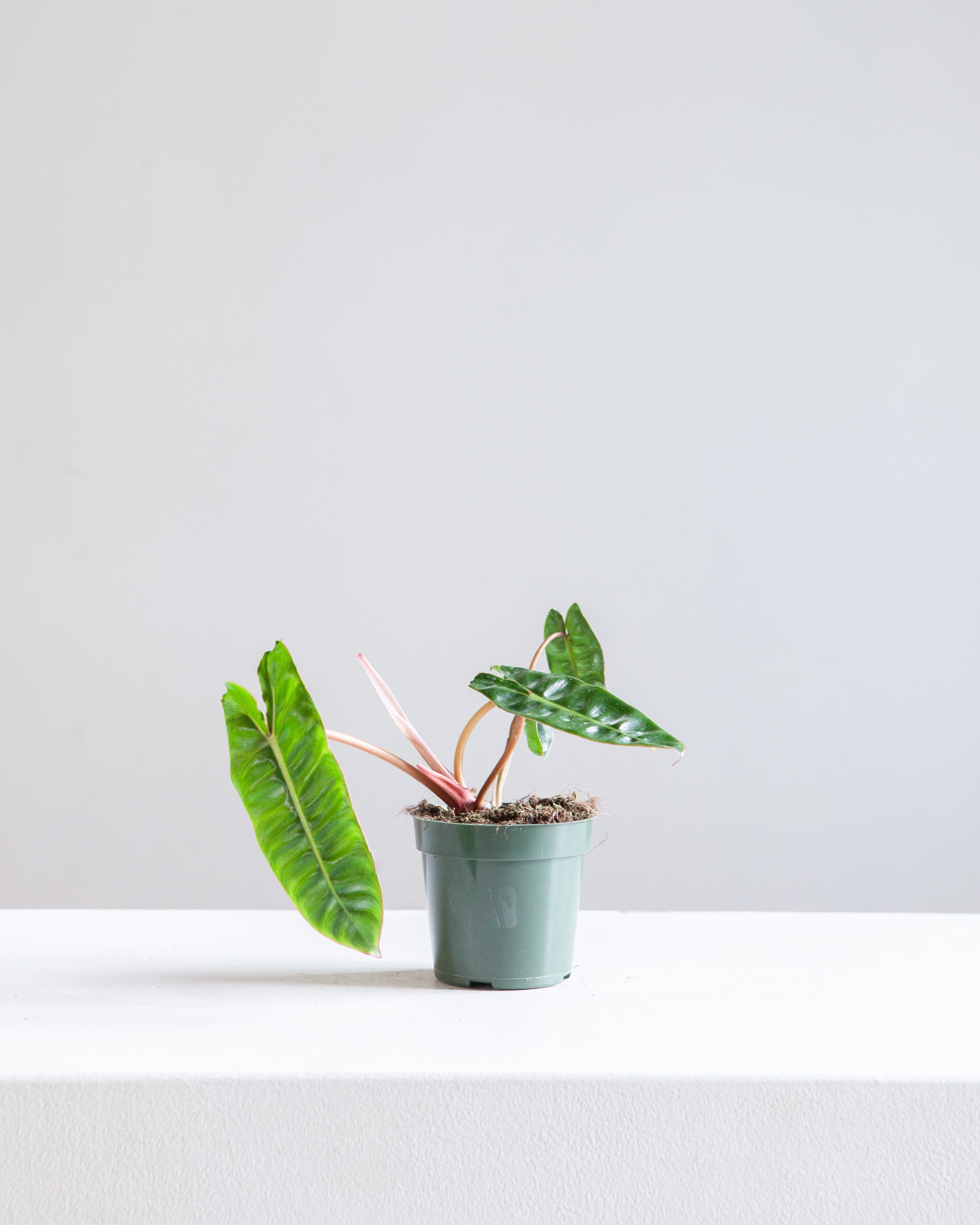 PHILODENDRON 'BILLIETIAE 4" Grower Pot *COLLECTOR PLANT*