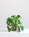 PILEA PEPEROMIOIDES’ 6" Grower Pot