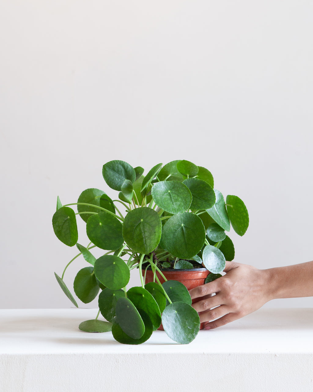 Pass It On Plant: Pilea peperomioides - 6 inch pot