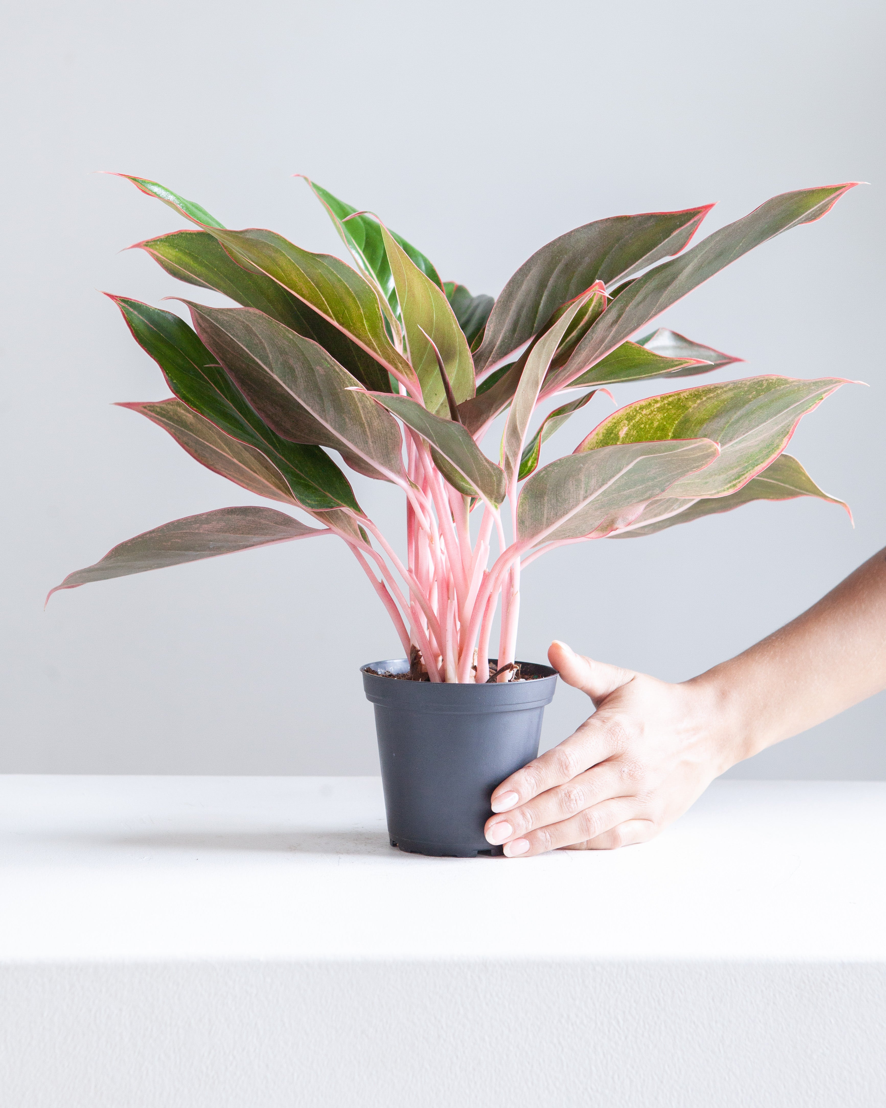 aglaonema pink diamond AGLAONEMA 'PINK DIAMOND' 5" Grower Pot – Dynasty Plants