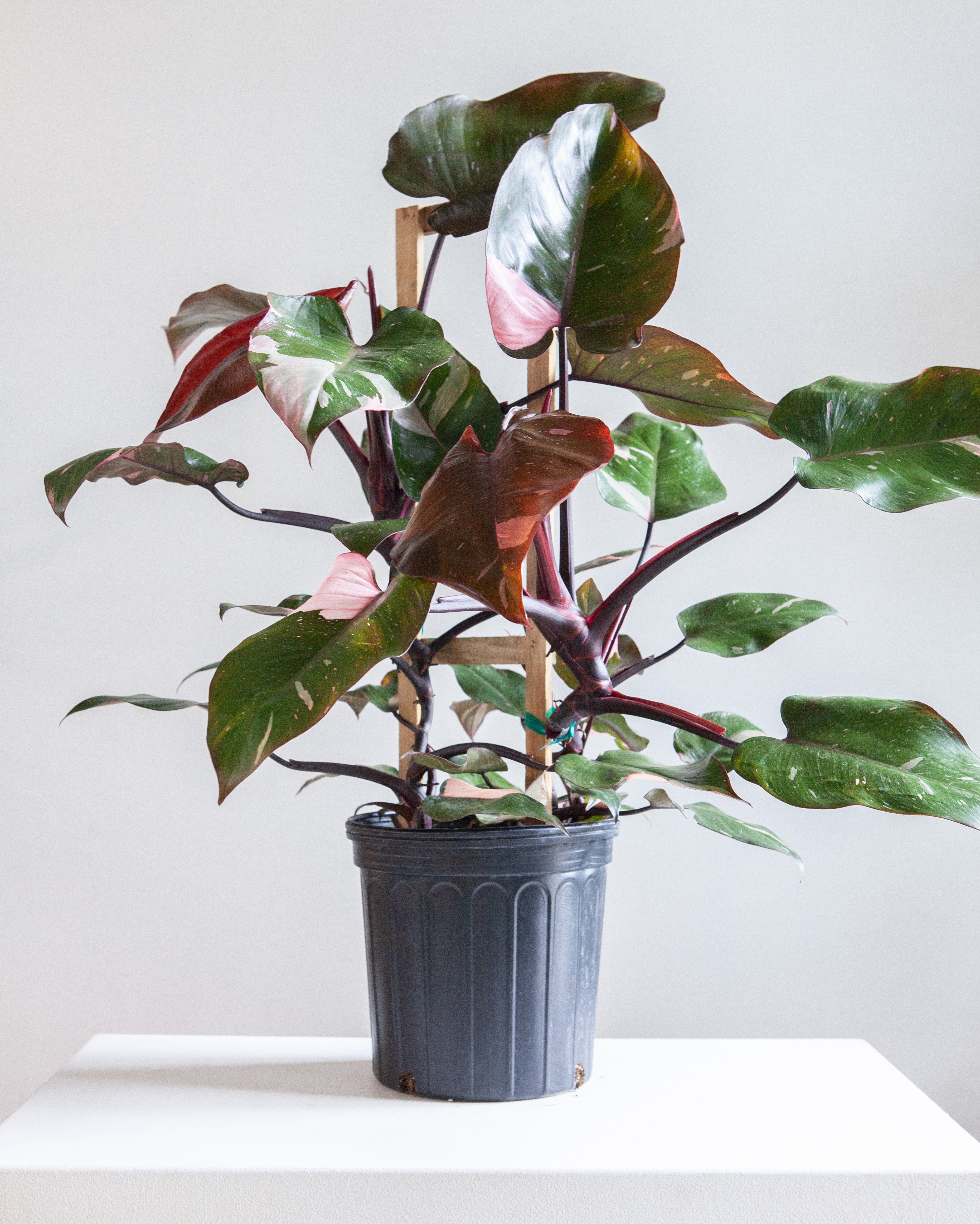 Pink Princess Trellis: Philodendron erubescens - 10 inch pot