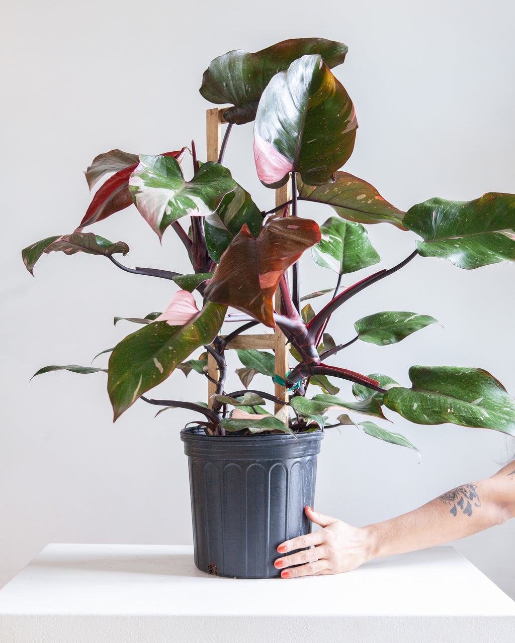 Pink Princess Trellis: Philodendron erubescens - 10 inch pot