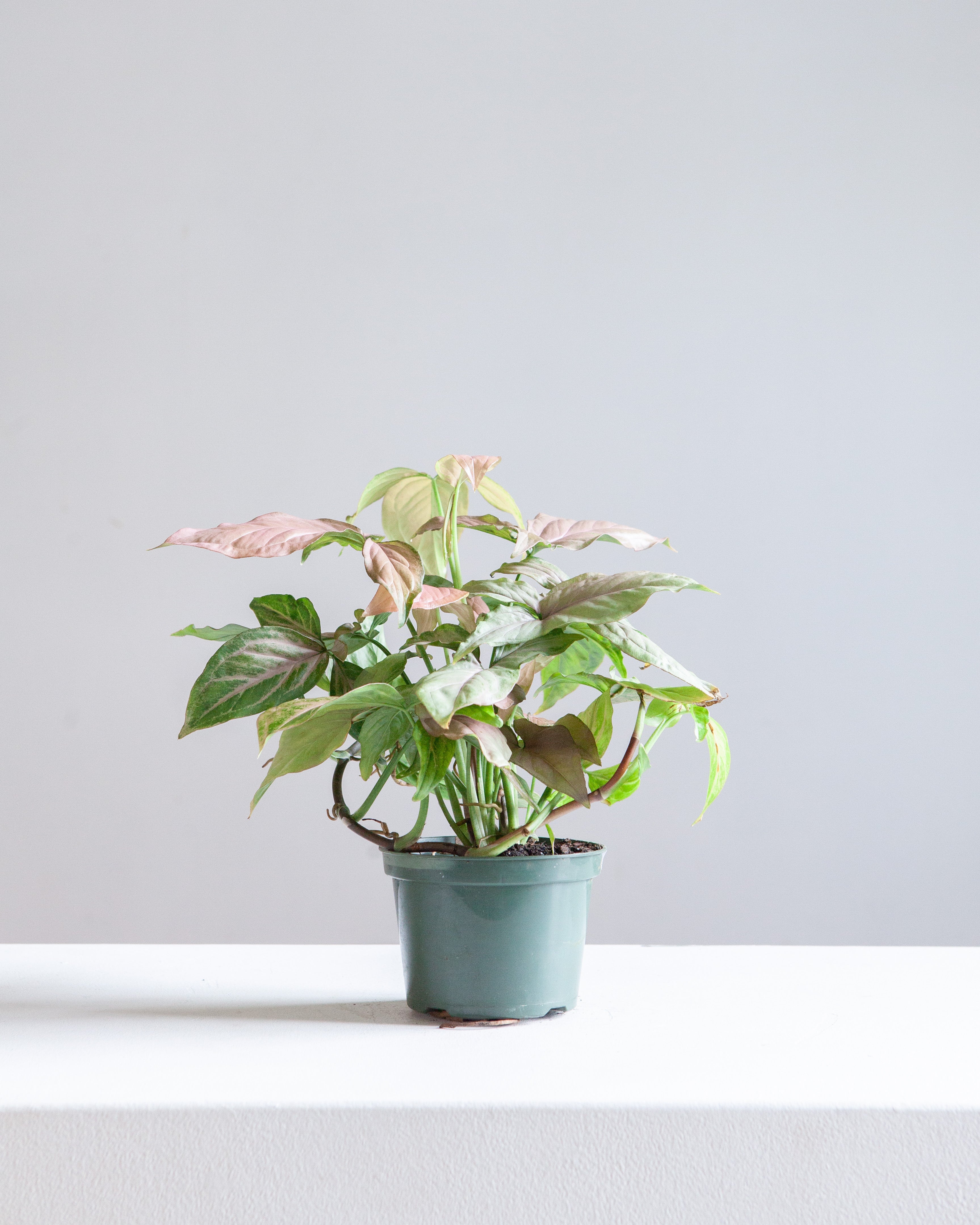 SYNGONIUM 'PINK PERFECTION' 5" Grower Pot