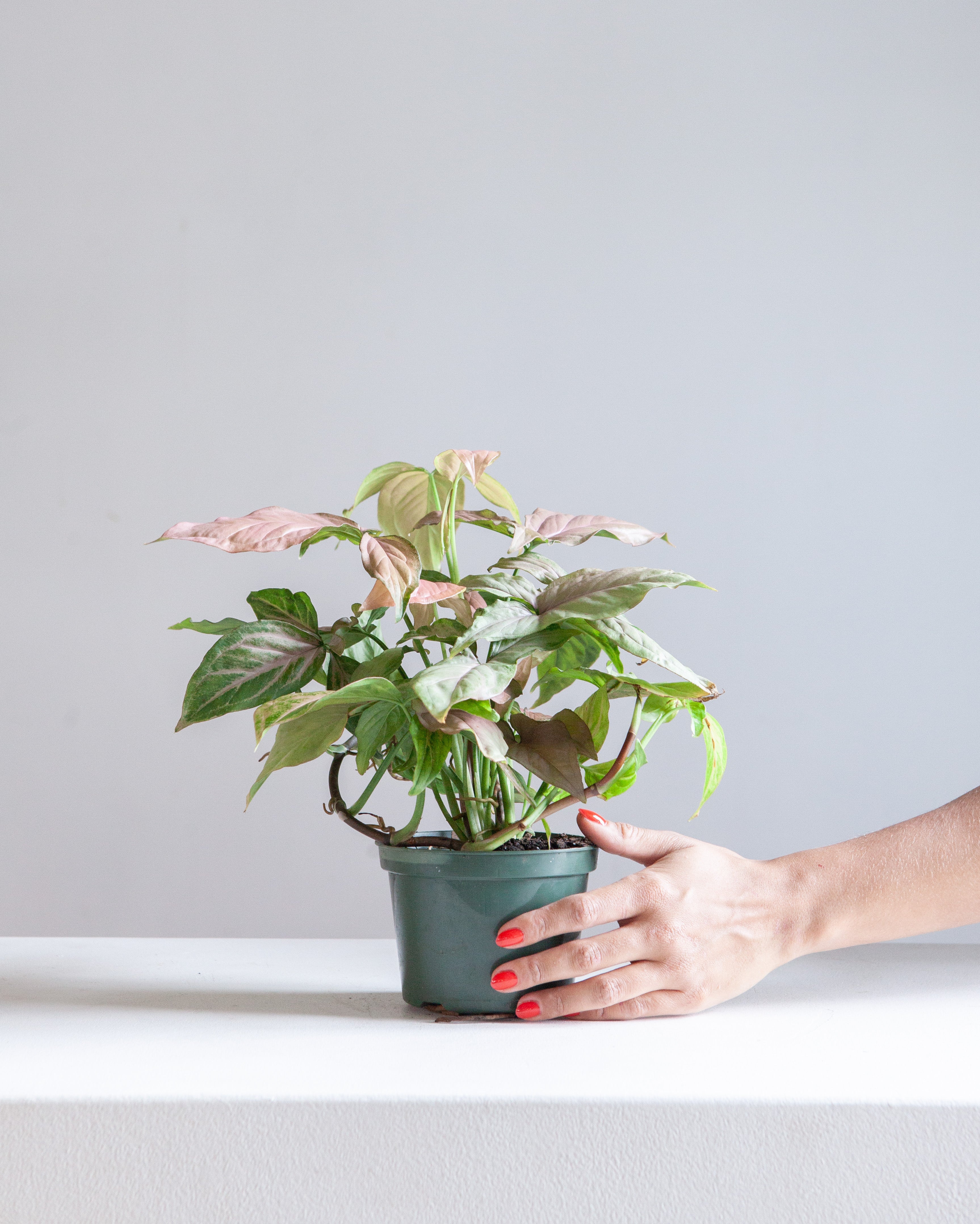 SYNGONIUM 'PINK PERFECTION' 5" Grower Pot
