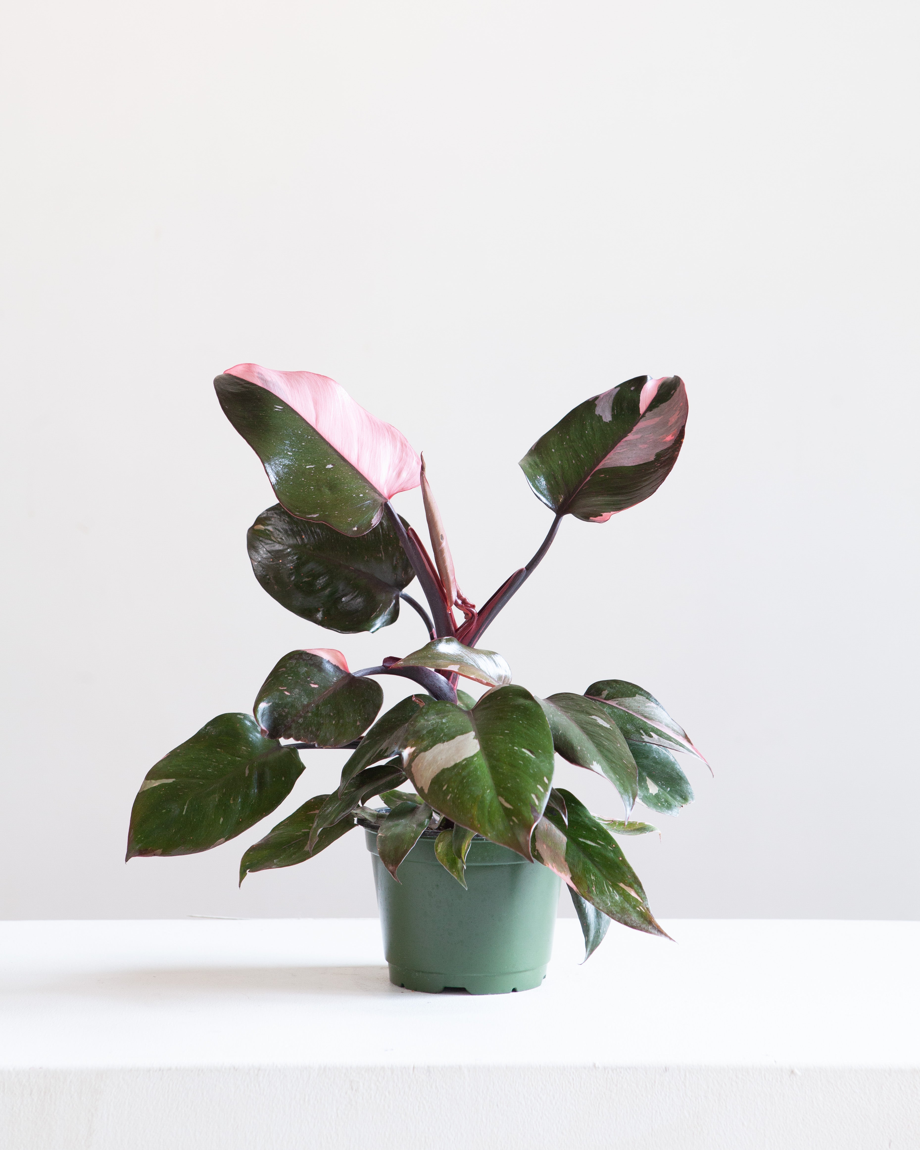 Pink Princess: Philodendron erubescens - 6 inch pot