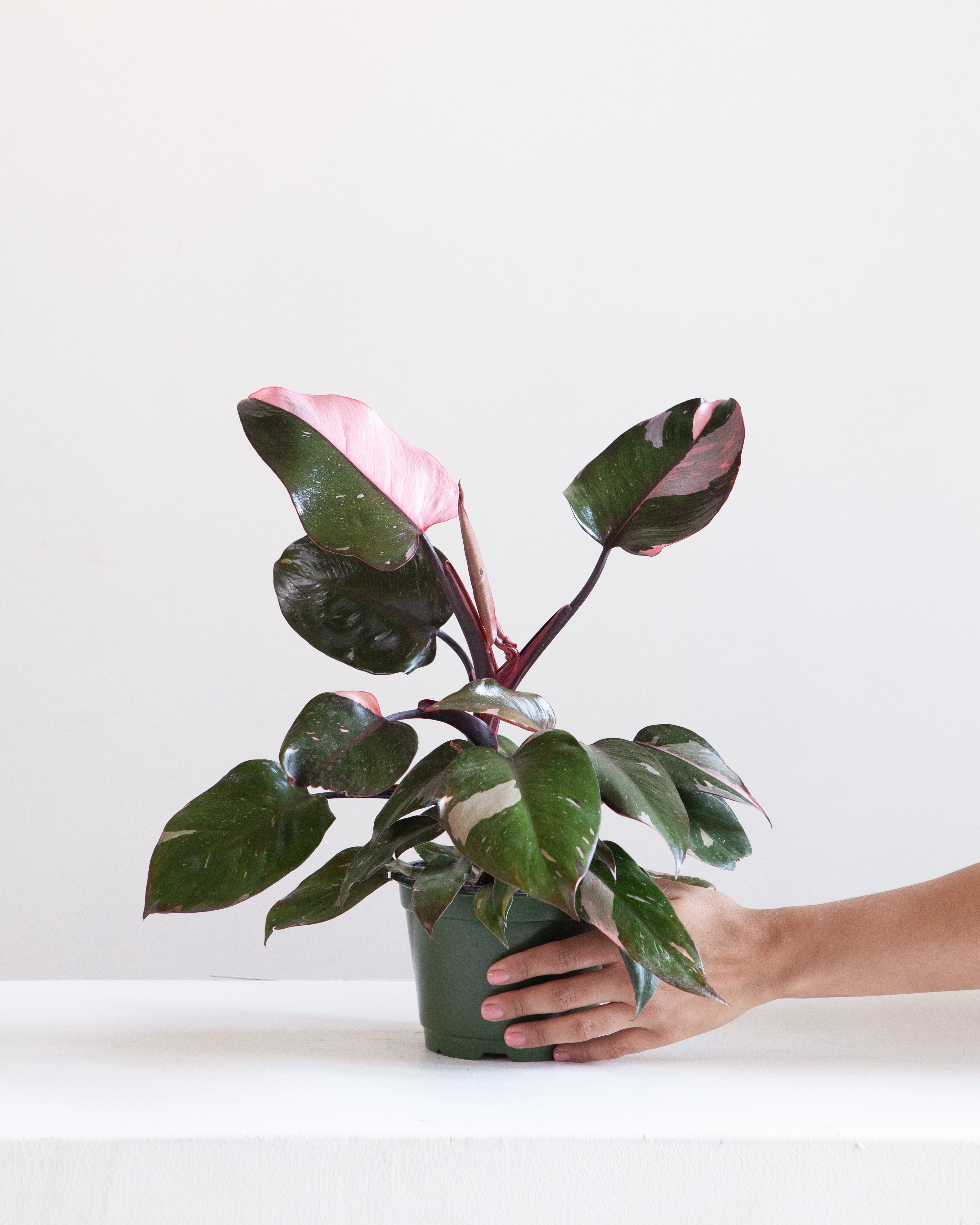 Pink Princess: Philodendron erubescens - 6 inch pot