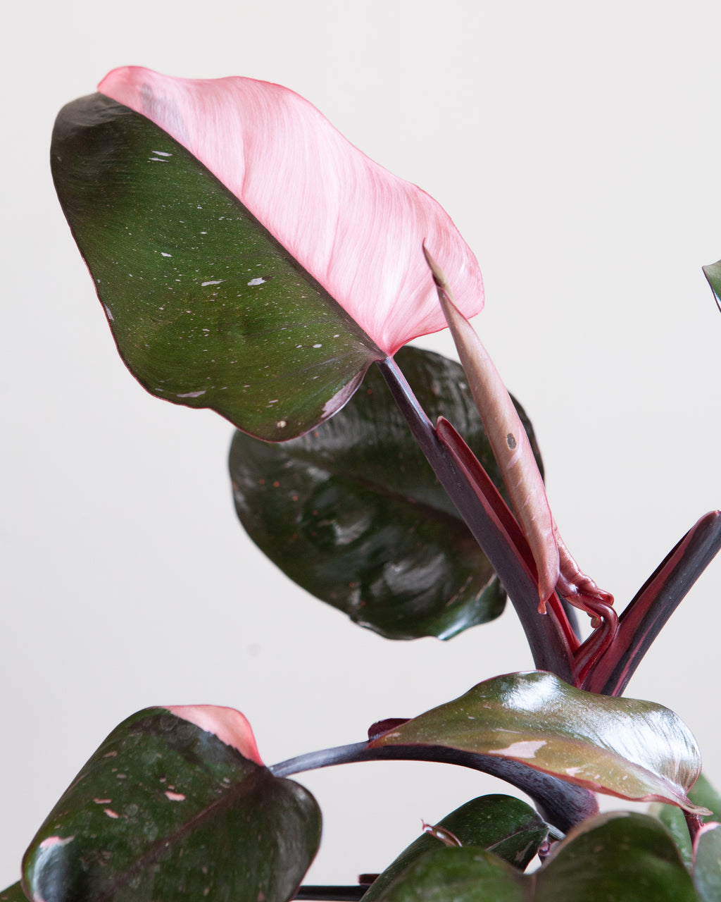 Pink Princess: Philodendron erubescens - 6 inch pot