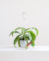 PITCHER PLANT 6" HANGING BASKET