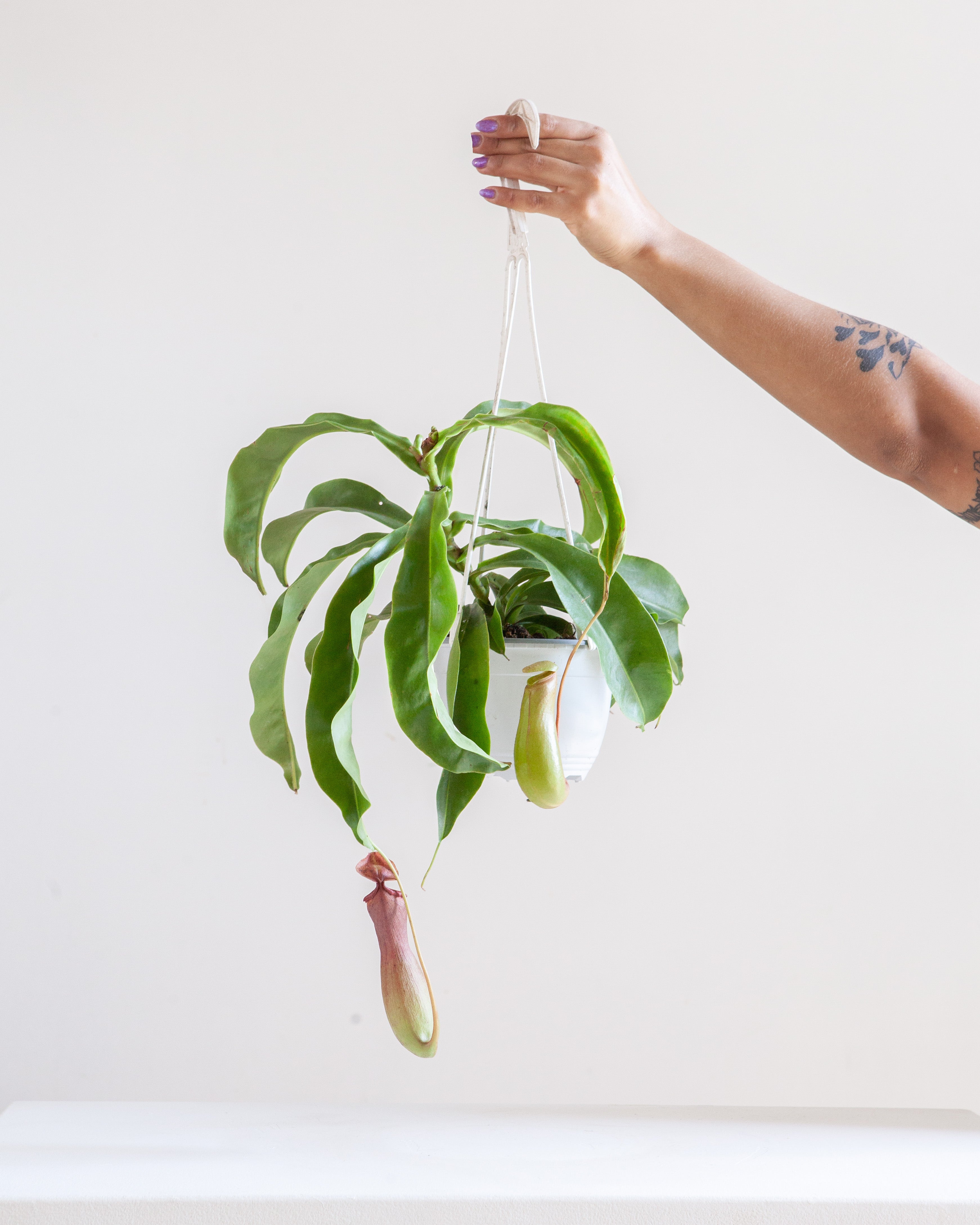 pitcher plant hanging basket PITCHER PLANT 6" HANGING BASKET – Dynasty Plants