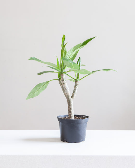 PLUMERIA (FRANGIPANI) 6" Grower Pot